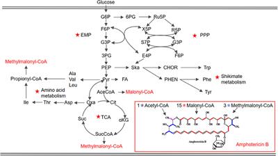 Enhanced AmB Production in Streptomyces nodosus by Fermentation Regulation and Rational Combined Feeding Strategy